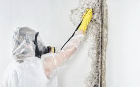 Best Black Mold Removal  in Mission Hills, KS